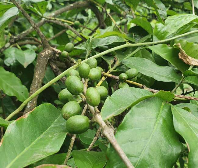 Grüne Kaffeepflanze mit grünen Kaffeebohnen