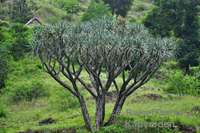 Drachenbaum am Wanderweg 101/102.