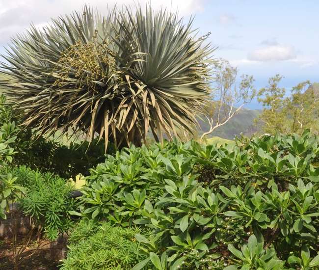 kapverdische Hauptinsel Santiago - Endemische Pflanzen im Naturpark