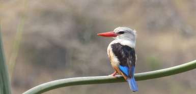 Kap Verde - Graukopfliest - Grey Headed Kingfisher - Halcyon leucocephala
