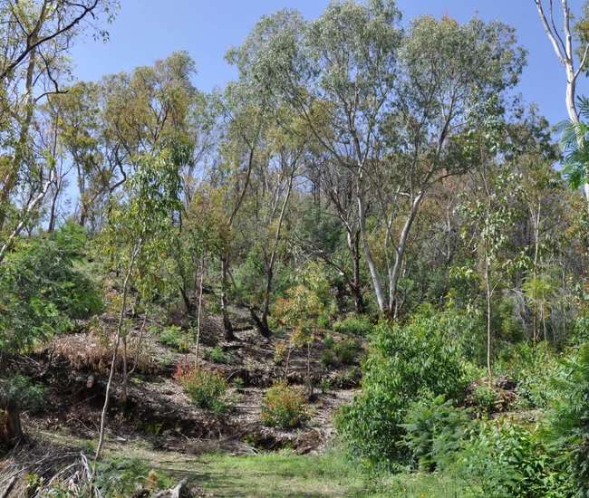 Kapverden Vukaninsel Fogo Durch lichten Eukalyptuswald ans Meerer