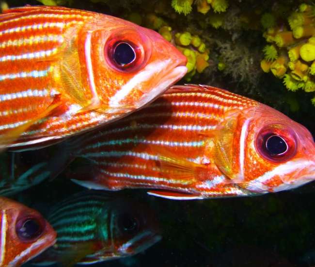 Kapverdische Insel Sal Wasserport für Einsteiger: Schön bunt