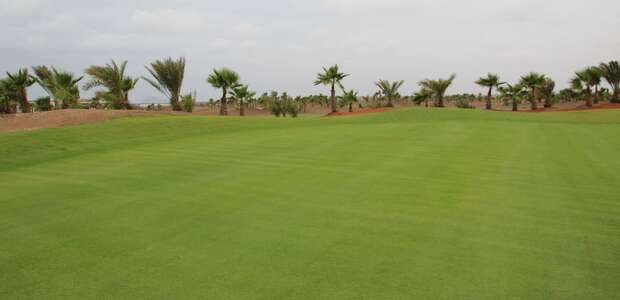 Grüner Rasen zum Golfen und im Hintergrund Palmen