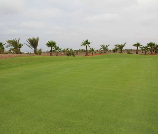 Grüner Rasen zum Golfen und im Hintergrund Palmen