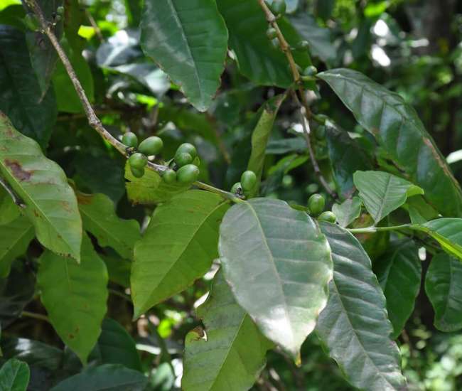 KafePlanzen Vulkaninsel Fogo