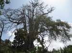 Kapverdische Insel Santiago - Tageswanderungen:Der älteste Kapokbaum der Insel
