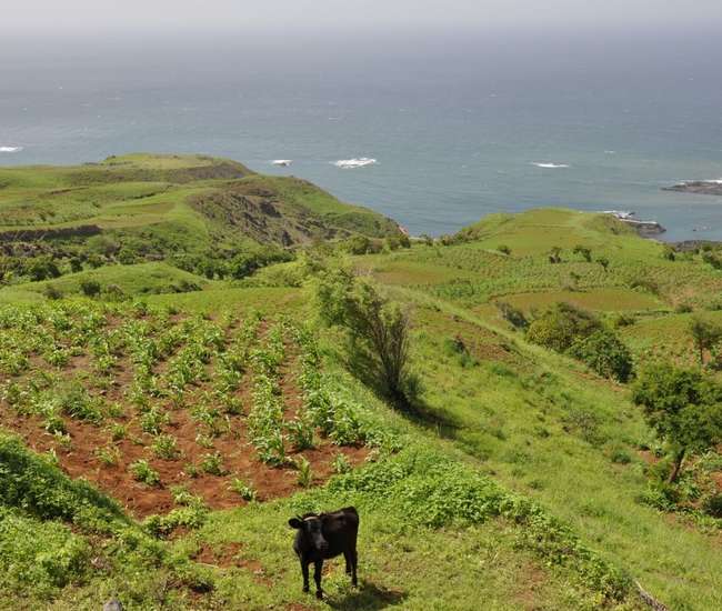 Kapverden Vukaninsel Fogo Auf dem Weg nach Mosteiros