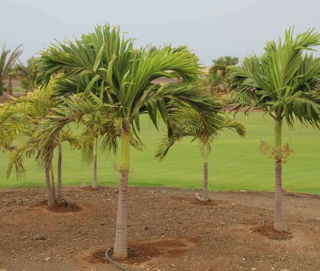 Diverse Palmen im Viveiro Golf & Country Club