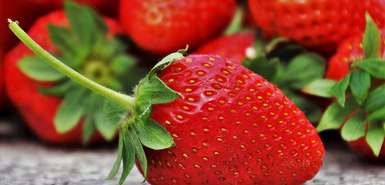 Rote saftige Erdbeere mit Stil im Vordergrund, dahinter weitere Erdbeeren